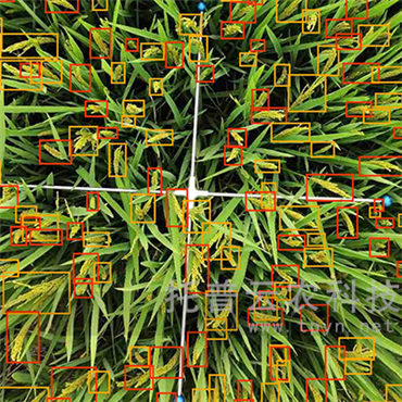 水稻亩穗数测量系统